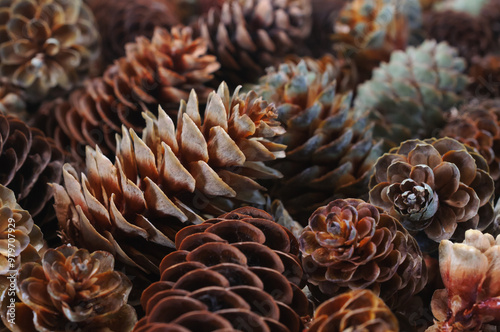 A heap of many various dark and light brown fir cones close up view