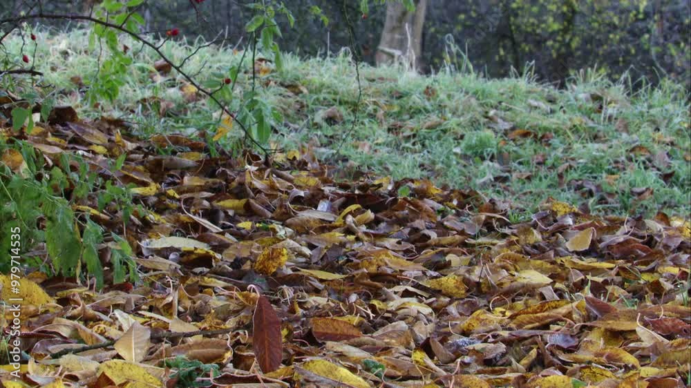 falling leaves in autumn with first frost on an orchard meadow falling leaves in autumn with first frost on an orchard meadow
