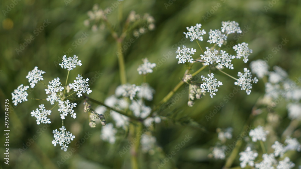 Delicate White Flowers in the Meadow: A cluster of tiny, white flowers blooms gracefully amidst a backdrop of soft green foliage, capturing the essence of nature's gentle beauty. Delicate White Flowers in the Meadow: A cluster of tiny, white flowers blooms gracefully amidst a backdrop of soft green foliage, capturing the essence of nature's gentle beauty.