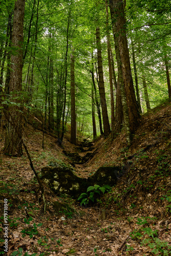 Alberi del Parco Nazionale della Sila Piccola, Calabria, Italia