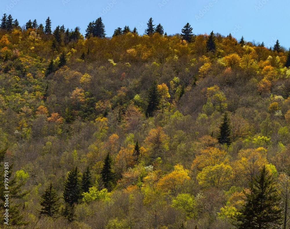 Fototapeta premium Blue Ridge Parkway in Spring