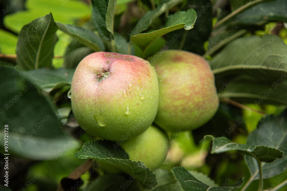 apples on the apple tree. green apples on the branch. raindrops and apple. apples and apple leaves apples on the apple tree. green apples on the branch. raindrops and apple. apples and apple leaves