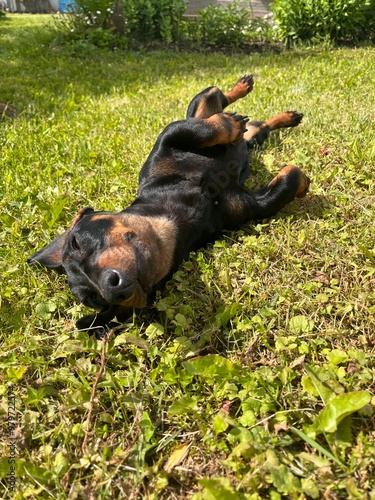 A black dachshund sleeping on its back on the green grass under the sun