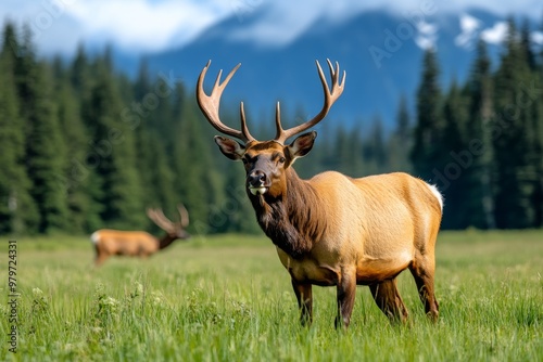 Olympic National Park's wildlife, including Roosevelt elk grazing in the meadows of the rainforest