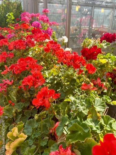 flowers in a greenhouse