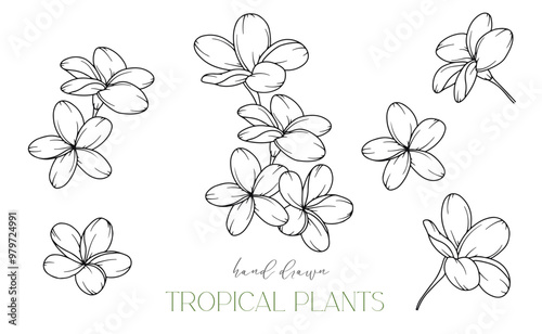 Plumeria Outline. Tropical Flowers Outline. Line Art Tropical Plants. Floral Line Art. Flower Coloring Page. Fine Line Tropical Greenery illustration. Hand Drawn flowers. Tropical Wedding