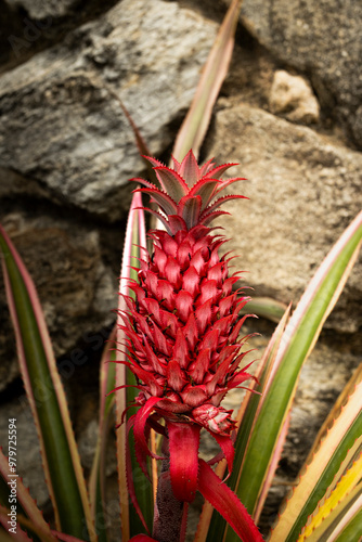 Abacaxi vermelho Ornamental, Ananas bracteatus fundo de pedra photo