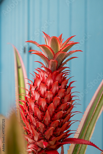 Abacaxi vermelho Ornamental, Ananas bracteatus, fundo de madeira azul photo