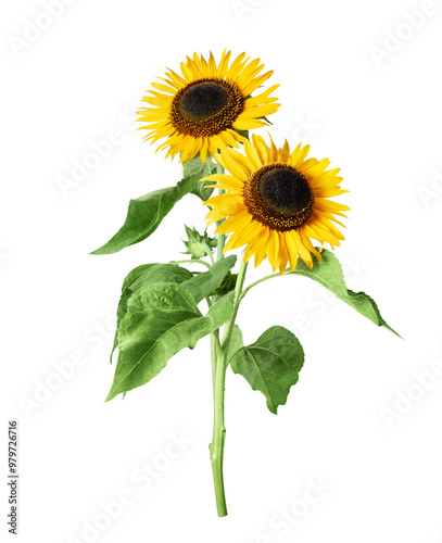 Two sunflowers close up on a transparent background