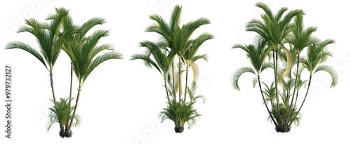 Dypsis Lutescens 4K cutout trasparent isolate photo