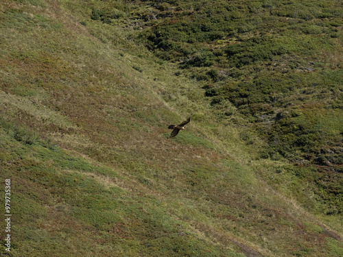 oiseau de proie en stationnaire à la recherche de proies au dessus des alpages