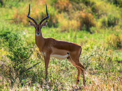 Male impala (Aepyceros melampus) in the savannah of the Serengeti National Park in Tanzania.