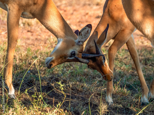 Two young male impalas (Aepyceros melampus) fighting in the savannah of the Serengeti National Park in Tanzania. photo