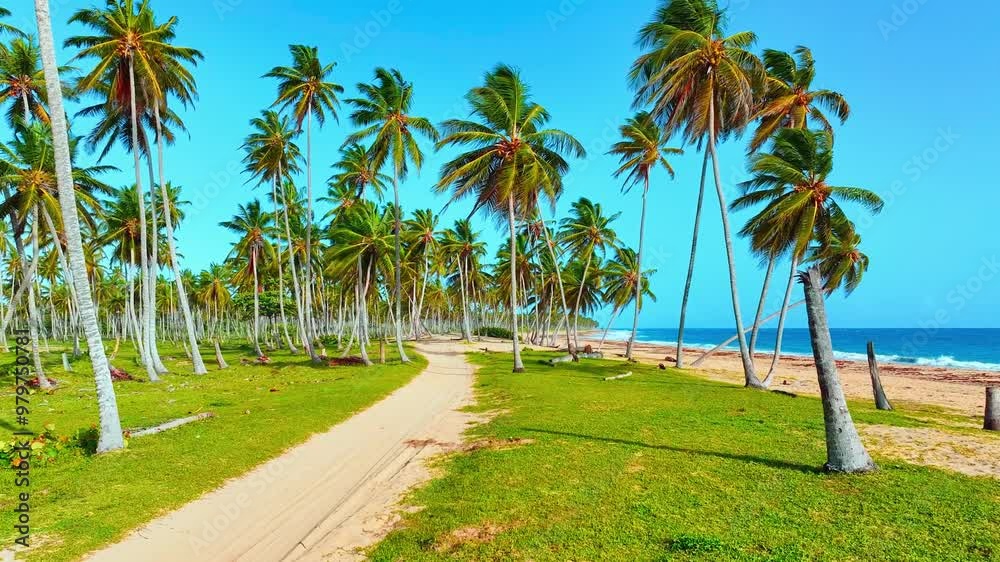 Green coconut palms on a sandy sunny beach of the Caribbean Sea. Sea paradise island with picturesque natural landscapes. Summer vacation and tropical beach holiday concept. Green coconut palms on a sandy sunny beach of the Caribbean Sea. Sea paradise island with picturesque natural landscapes. Summer vacation and tropical beach holiday concept.