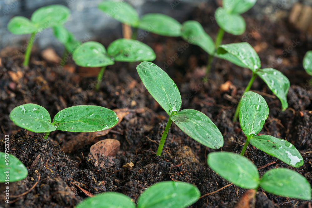 Close-up of seedlings,selective Close-up of green seedling.Green salad growing from seed Close-up of seedlings,selective Close-up of green seedling.Green salad growing from seed
