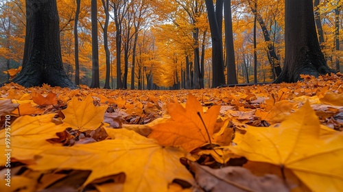 Autumn morning in a serene forest with vibrant fall colors