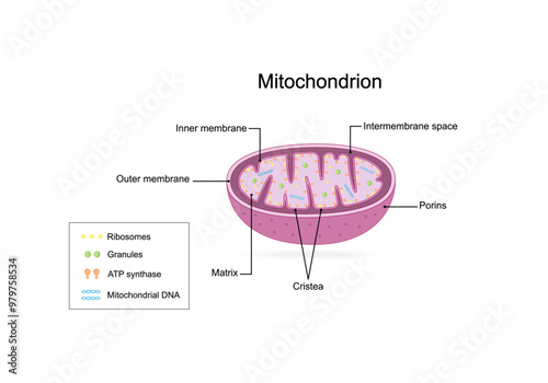 Mitochondrion structure. Anatomy of mitochondrion. ATP synthase, Cristae, Ribosomes (mitoribosome), Granule, Porins, DNA, Matrix, inner and outer membrane. Scientific educational vector illustration. photo