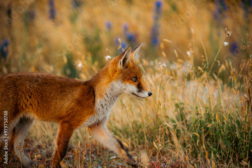 Εκτύπωση καμβά red fox in the wild