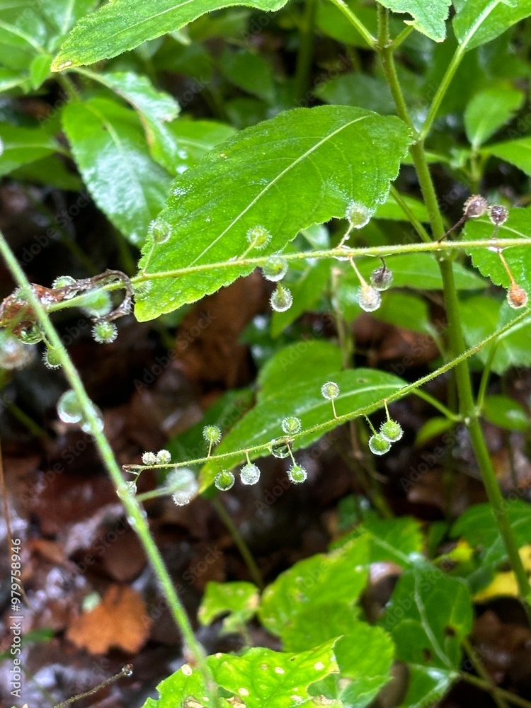 dew on a leaf dew on a leaf