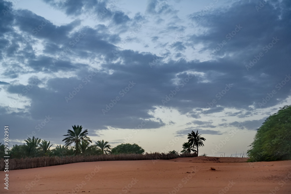 West Africa. Mauritania. Lonely acacia trees with scant foliage on the hot sand dunes of the southwestern outskirts of the Sahara Desert. West Africa. Mauritania. Lonely acacia trees with scant foliage on the hot sand dunes of the southwestern outskirts of the Sahara Desert.