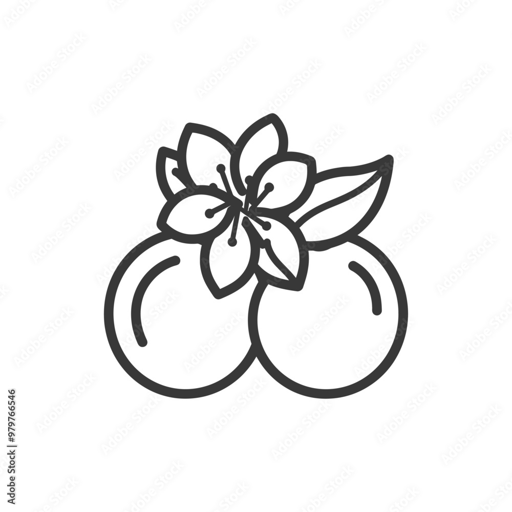 Line Art Illustration of Two Round Fruits with a Flower Line Art Illustration of Two Round Fruits with a Flower
