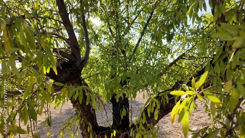 Zoom in out dentro de un almendro en verano