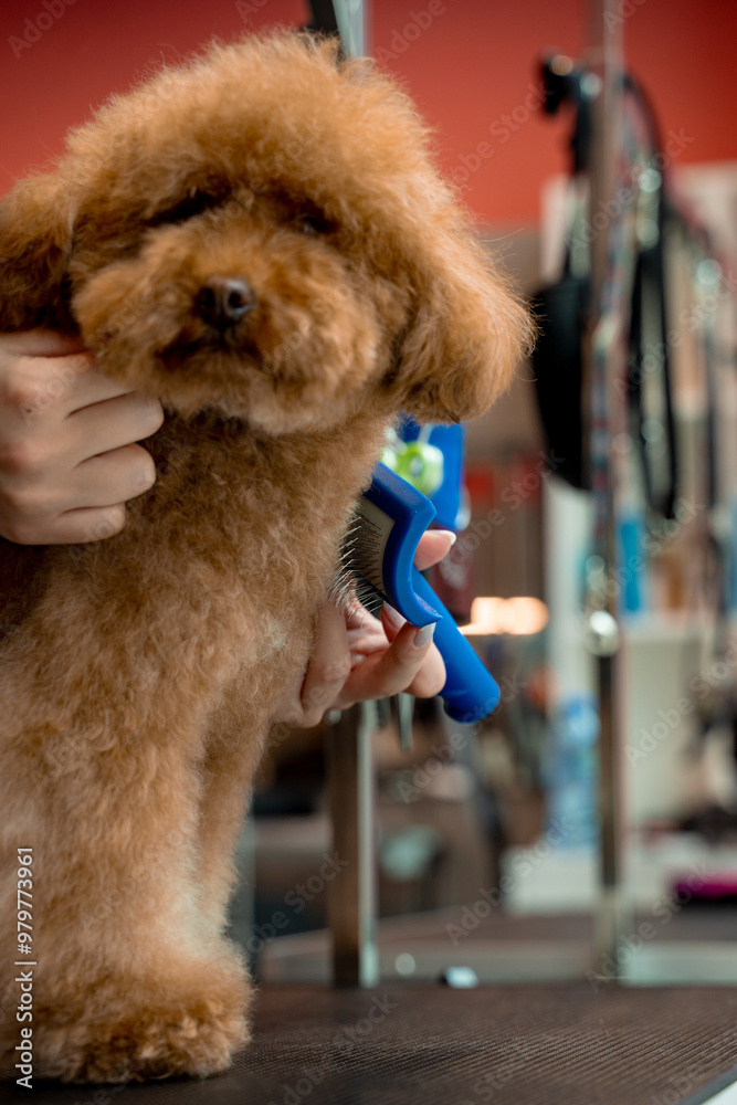 Using animal deshedding brush to remove tangles and lose dog hair. Groomer is improving health condition of pet coat. Grooming of fluffy maltipoo. Using animal deshedding brush to remove tangles and lose dog hair. Groomer is improving health condition of pet coat. Grooming of fluffy maltipoo.