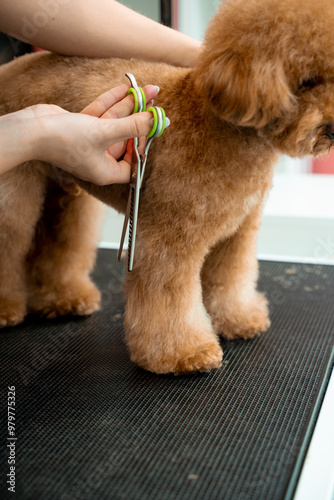 Groomer is doing hygiene cut for fluffy maltipoo to keep animal clean and healthy. Using grooming shears to trim dog hair around nose, eyes and ears of pet.