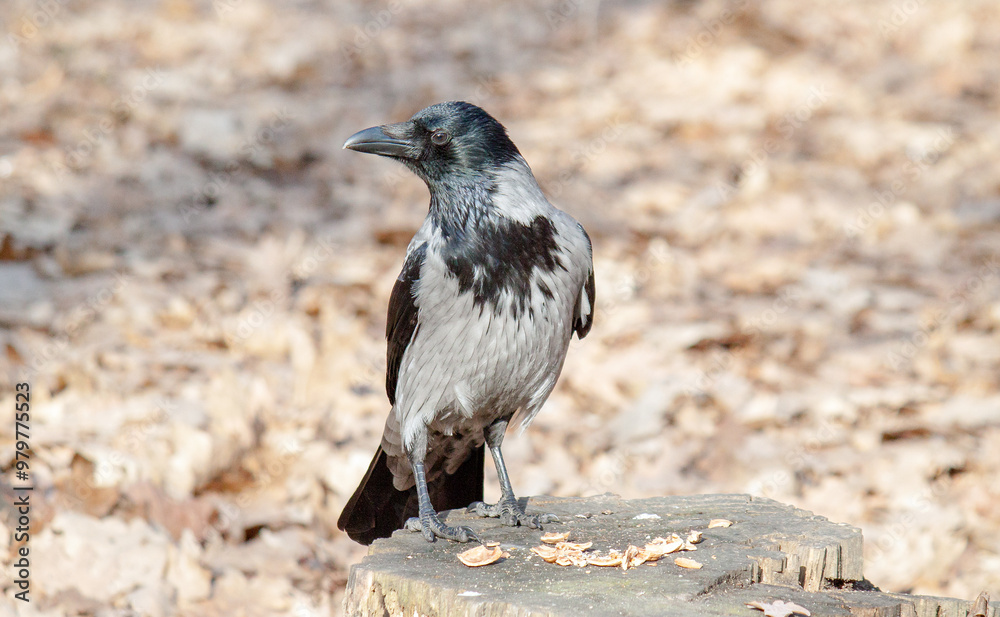 Fototapeta premium crow on the beach