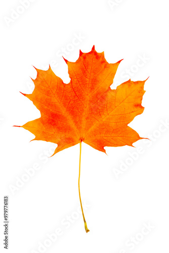 Lonely dry autumn leaf.