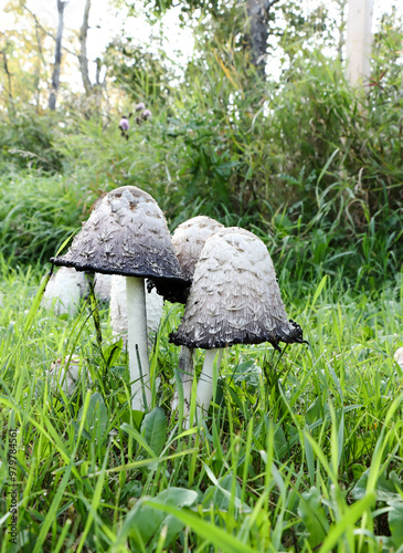 Obraz na plátně Shaggy Mane Species Of Fungi With The Botanical Name of Coprinus comatus Taken N