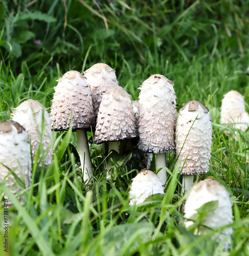 Foto Shaggy Mane Species Of Fungi With The Botanical Name of Coprinus comatus Taken N