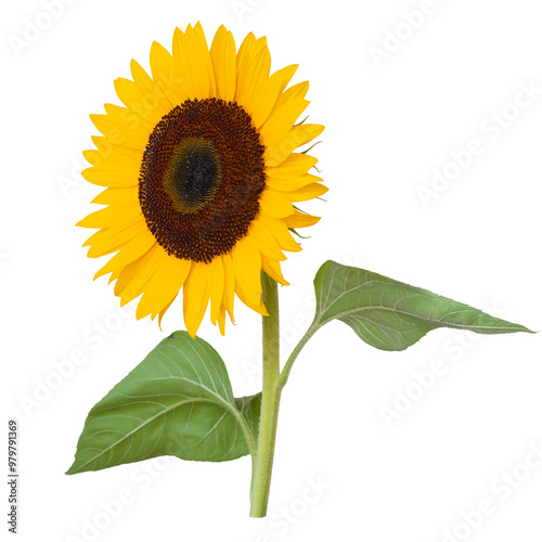 Beautiful sunflower flower.