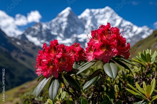 Rhododendrons blooming in the Himalayas, with vibrant red and pink flowers contrasting against snow-capped peaks