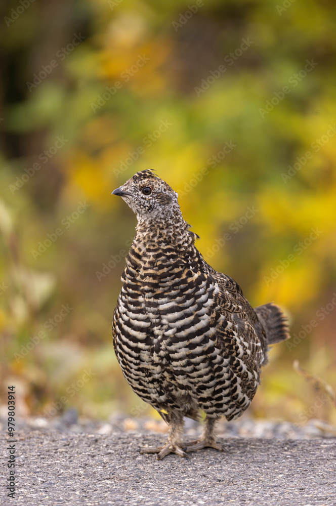 Spuce Grouse in Autumn in Denali National Park Alaska Spuce Grouse in Autumn in Denali National Park Alaska