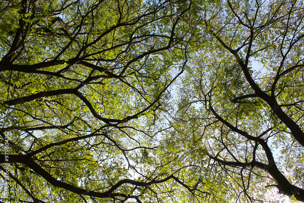 branches against blue sky branches against blue sky