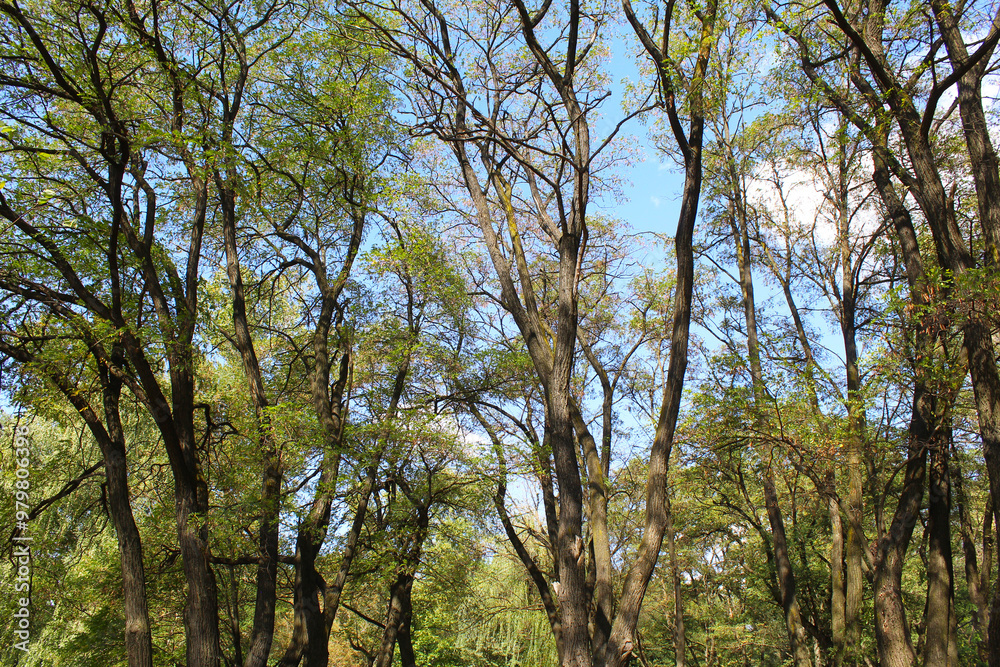 Fototapeta premium acacia trees in the forest, tree branches and sky
