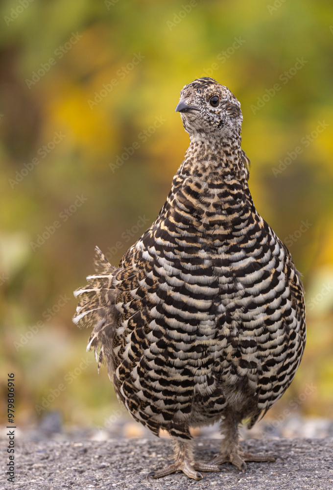 Spuce Grouse in Autumn in Denali National Park Alaska Spuce Grouse in Autumn in Denali National Park Alaska