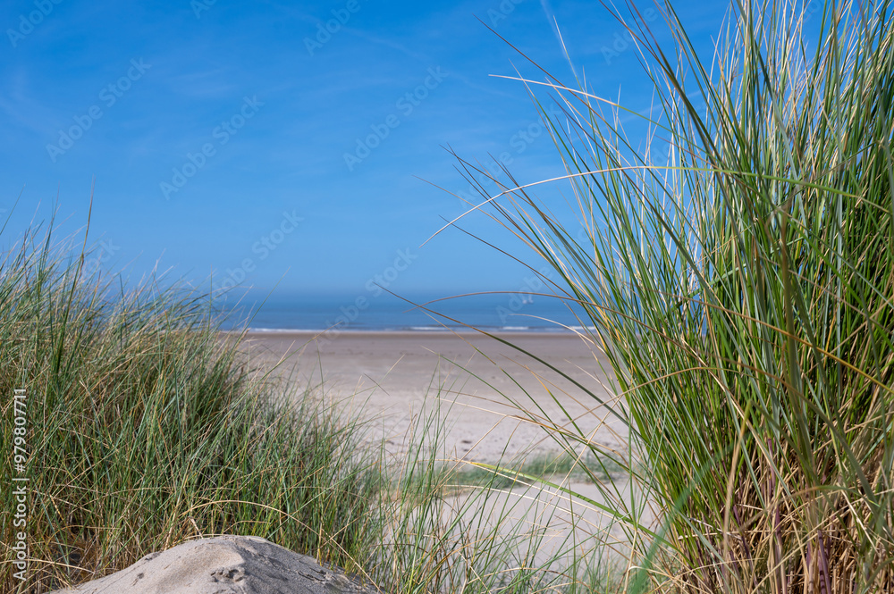 View through dune grass to the sea View through dune grass to the sea