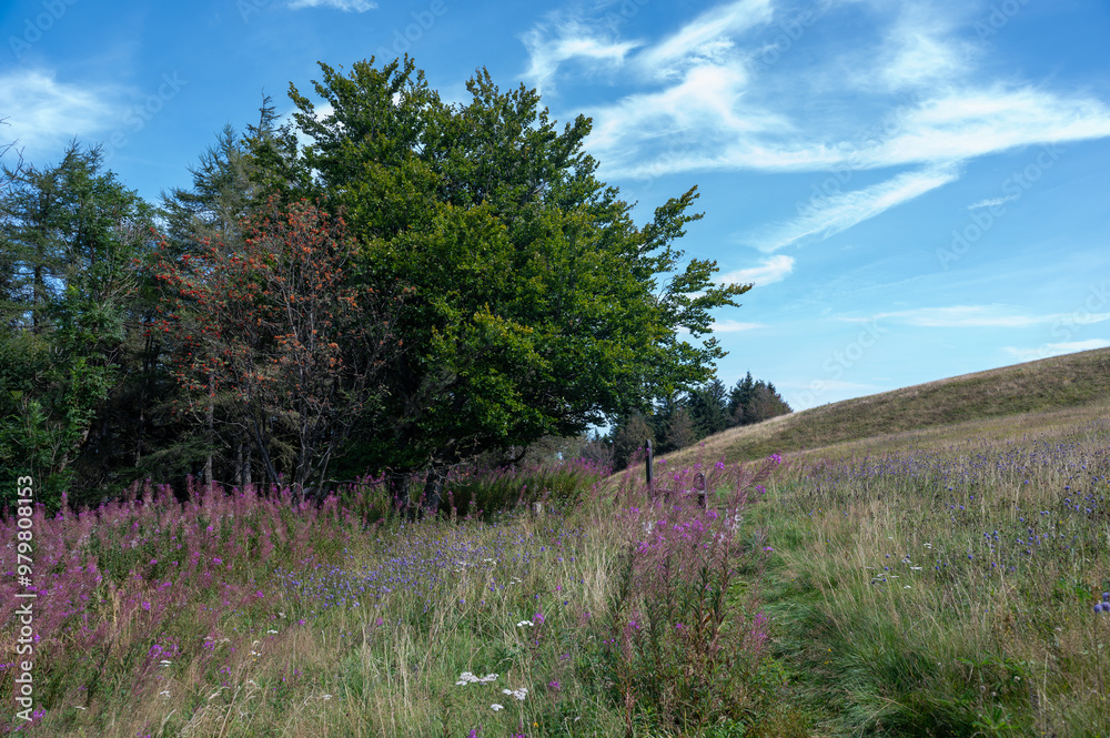 Pink flowers on a green meadow with trees in the background Pink flowers on a green meadow with trees in the background