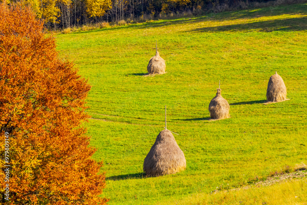 haystack on the grassy field in autumn. rural landscape in carpathian mountains. warm sunny afternoon weather. organic agriculture symbol