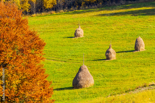 Obraz na płótnie haystack on the grassy field in autumn. rural landscape in carpathian mountains. warm sunny afternoon weather. organic agriculture symbol w salonie