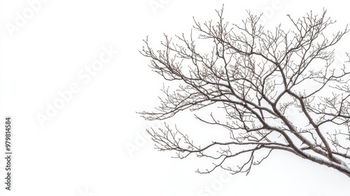 Bare branches of a tree covered in snow against a white sky.