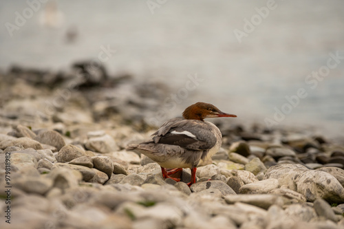 Der Gänsesäger