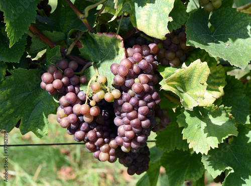 Grauer Burgunder, Pinot Gris, Rulaender photo