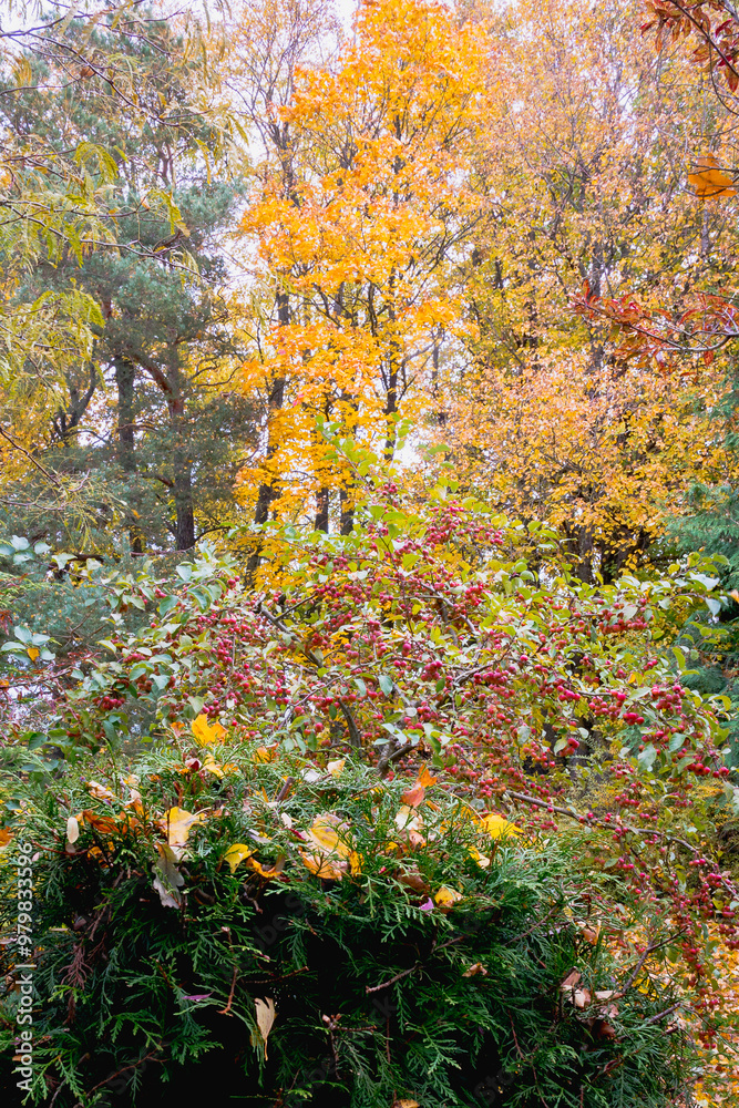 Beautiful mood of autumn colors in the garden, park. In the foreground, the round thuja with fallen yellow leaves, then the red fruits of the decorative apple tree. Beautiful mood of autumn colors in the garden, park. In the foreground, the round thuja with fallen yellow leaves, then the red fruits of the decorative apple tree.