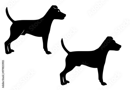 Parson Russell Terrier