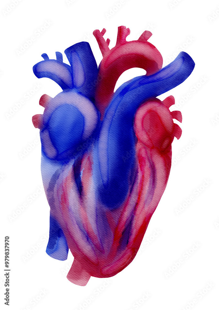 human heart anatomy model isolated element science health clinic doctor patient donation cardiology digital watercolor art