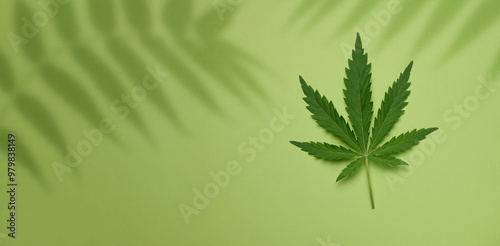 Green cannabis leaf on green paper background, top view