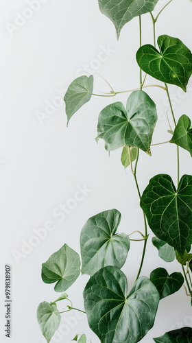 Green leaves on white background, eco design and spring nature flat lay concept